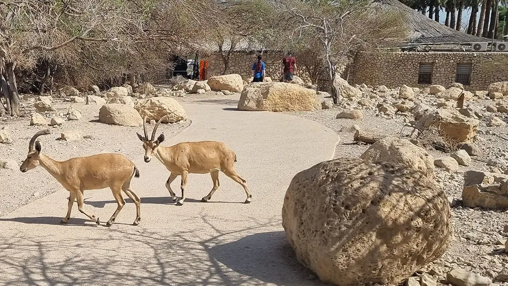 english networking-recommendations